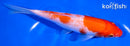 6.75" KOHAKU