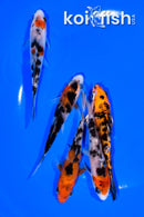 PACK OF (5) 4-5" STANDARD KOI