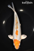 9.5" METALLIC OCHIBA SHIGURE