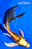 5.75" ARAAGOKE KIN KIKOKURYU BUTTERFLY