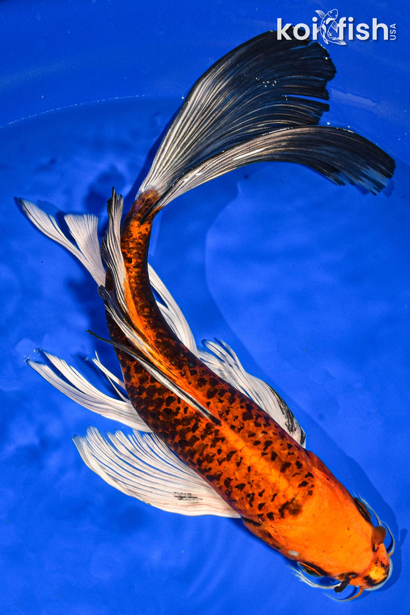 9.5" ORENJI MATSUBA BUTTERFLY