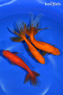 PACK OF (3) 5-6.5" WAKIN GOLDFISH