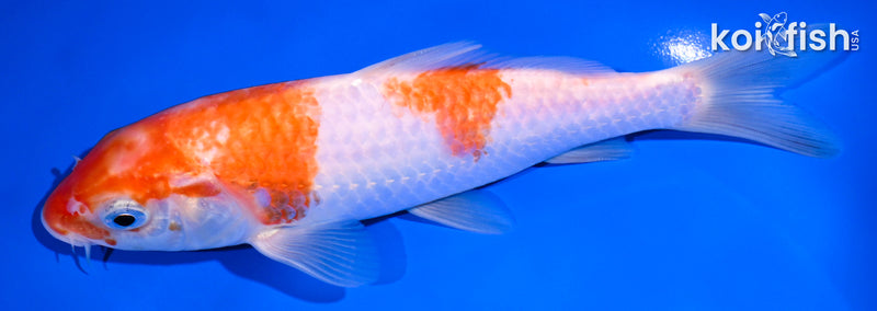 7.25" KOHAKU