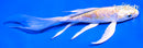 6" DOITSU LEMON HARIWAKE BUTTERFLY