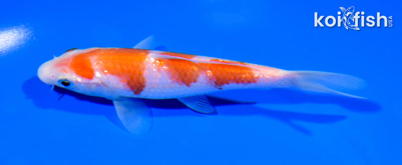5" GINRIN KOHAKU