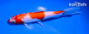 6" KOHAKU