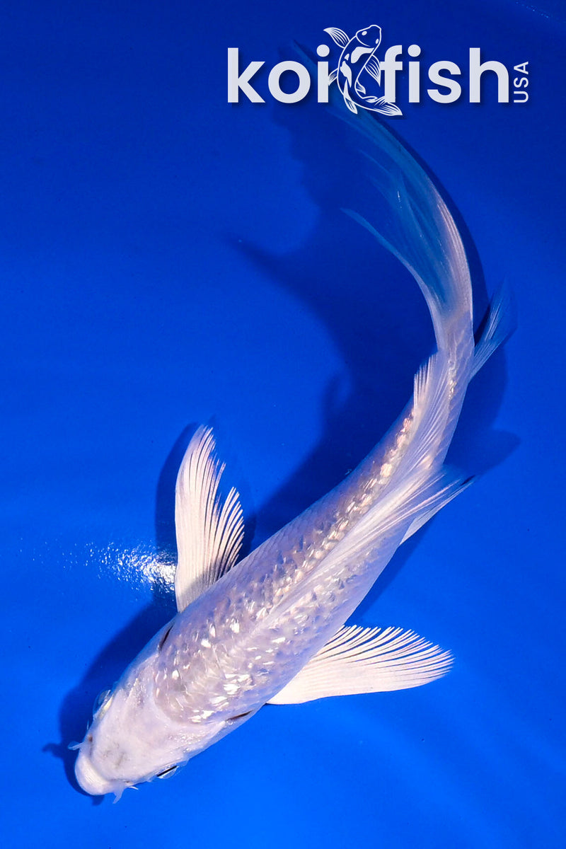 4.5" GINRIN YAMABUKI OGON