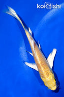 5" YAMABUKI OGON BUTTERFLY