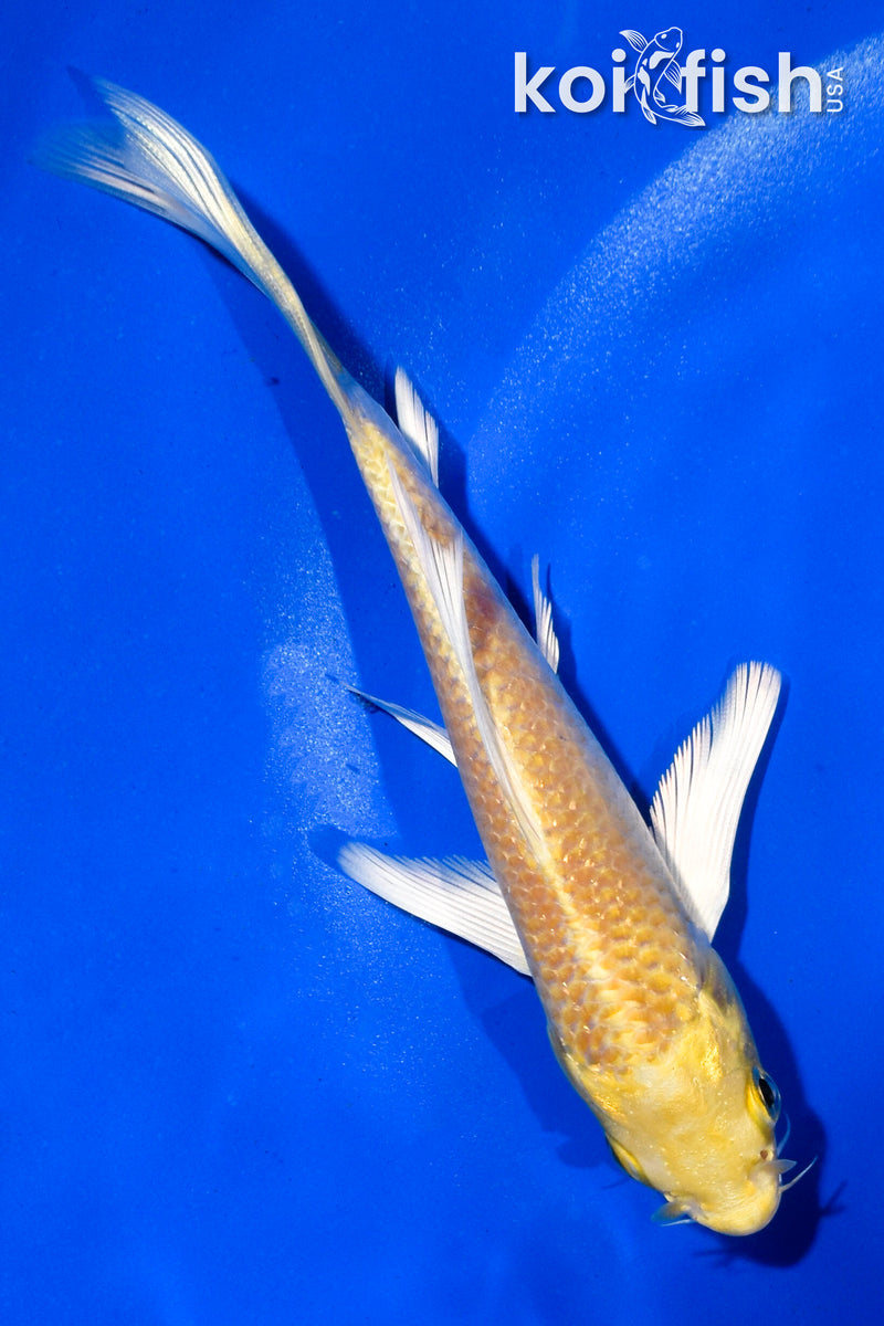 5" YAMABUKI OGON BUTTERFLY