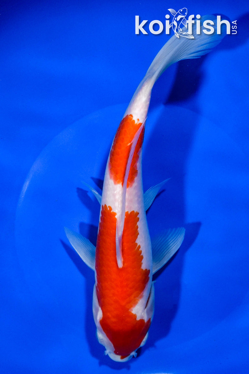 9" KOHAKU