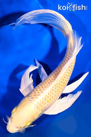 9.25" YAMABUKI OGON BUTTERFLY