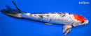 9" GINRIN SHOWA
