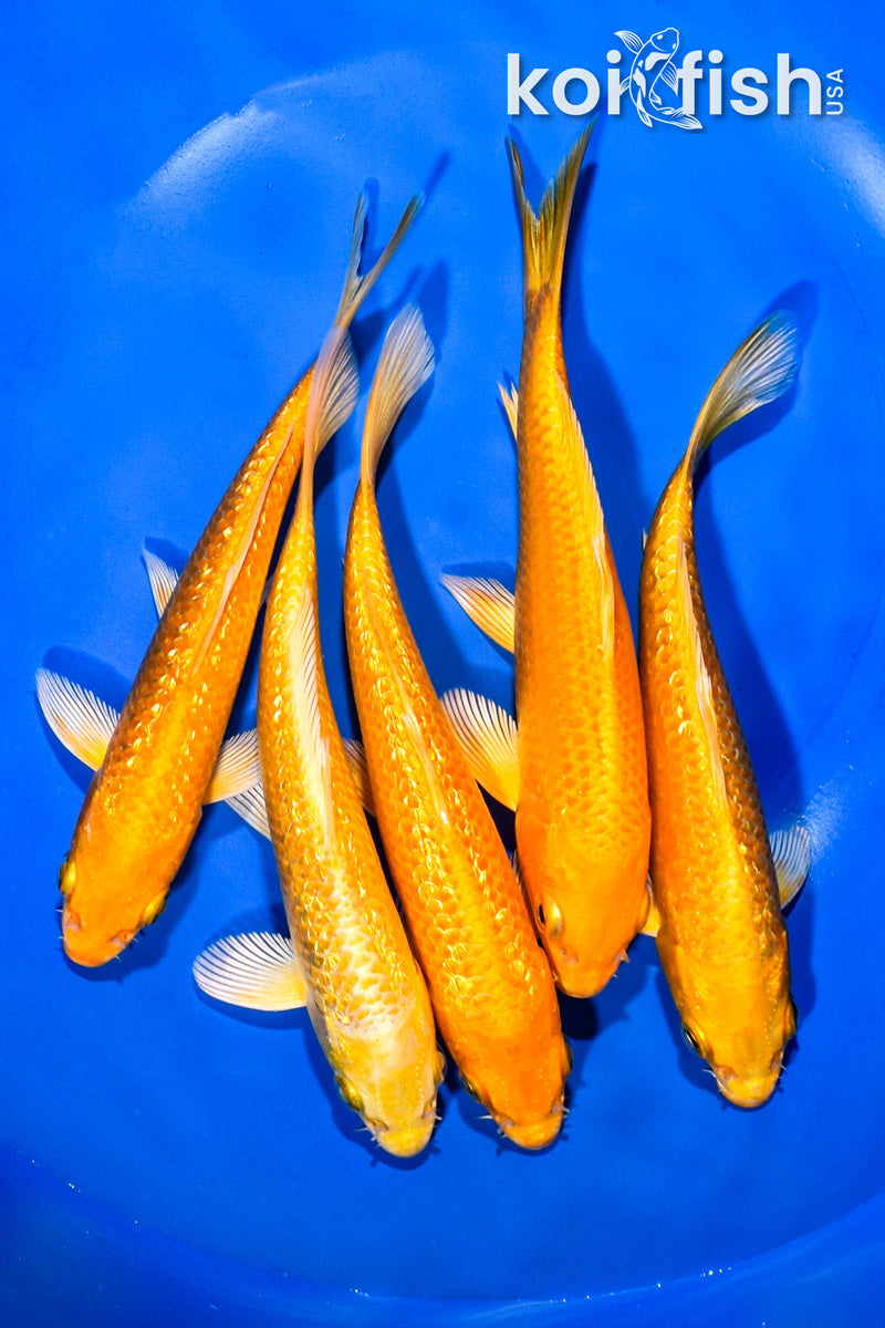 PACK OF (5) 5.5"-6" OGON KOI