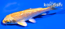 4" GINRIN YAMABUKI OGON