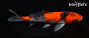 7.25" GOSHIKI