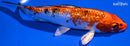 6.75" GINRIN YAMATO NISHIKI