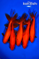 PACK OF (5) 5.25-5.75" WAKIN GOLDFISH