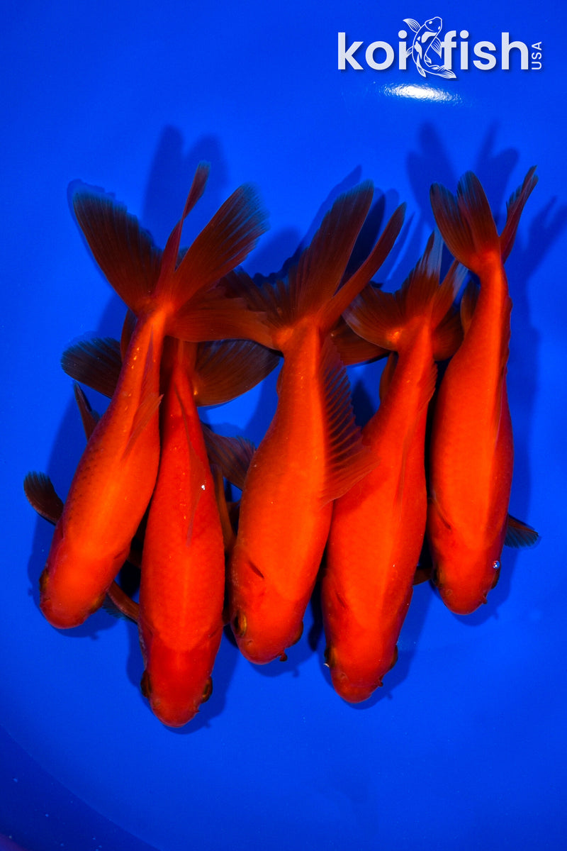 PACK OF (5) 5.25-5.75" WAKIN GOLDFISH