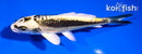 5" KIN KIKOKURYU