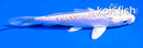 4" DOITSU HARIWAKE