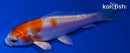 4.25" KIKUSUI