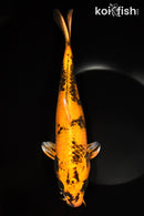 13" HI UTSURI