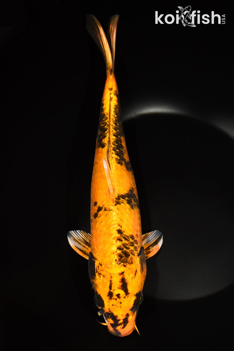 Koi Fish for Sale | Buy Koi Online | Koi Fish USA – Page 52