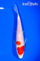 7.25" KOHAKU