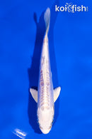 4.5" DOITSU PLATINUM OGON