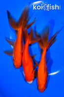 PACK OF (3) 4.75-5.75" WAKIN GOLDFISH
