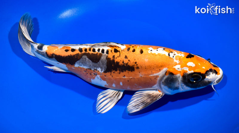 11.25" BENI KIKOKURYU