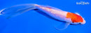 5.75" GINRIN KOHAKU BUTTERFLY