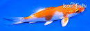 4" HARIWAKE
