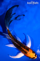 5.5" KUJAKU BUTTERFLY