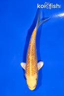 4" GINRIN YAMABUKI OGON