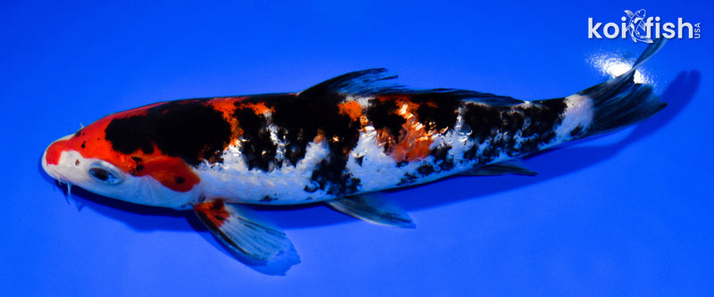 7.5" GINRIN SANKE