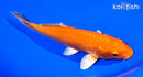 7.25" ORENJI OGON