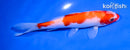 6" KOHAKU