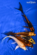 PACK OF (5) 5-5.25" BUTTERFLY KOI