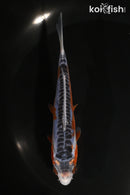 5" HI SHUSUI