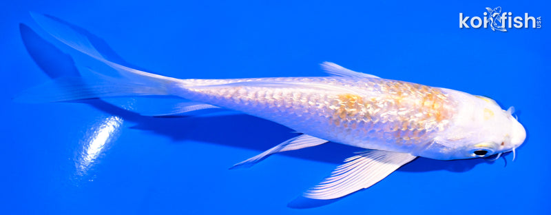 5.5" GINRIN LEMON HARIWAKE BUTTERFLY