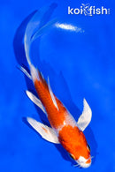 5" HARIWAKE BUTTERFLY