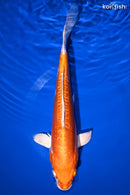 11" KIKUSUI