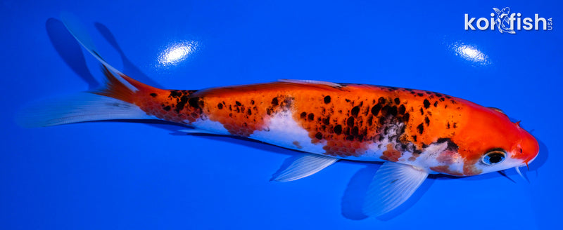 7.5" GOSHIKI