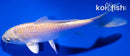 5.25" YAMABUKI OGON