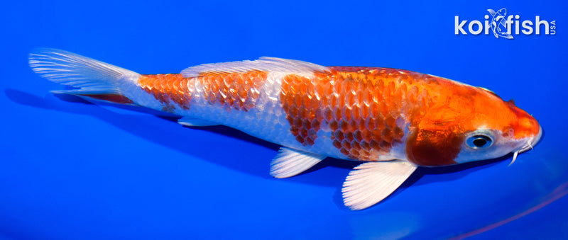 6.5" GINRIN HARIWAKE