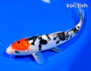 8" DOITSU TANCHO SANKE