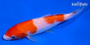 5.5" KOHAKU