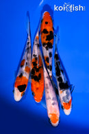PACK OF (5) 4-5" STANDARD KOI