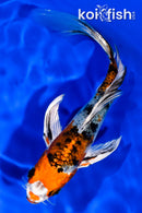 5.5" YAMATO NISHIKI BUTTERFLY